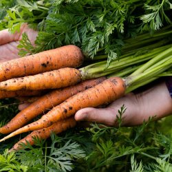 Industry urged to support British Food Fortnight