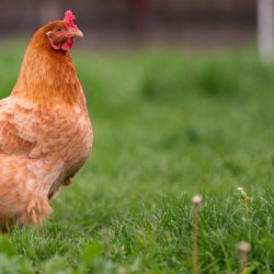 Compassion welcomes new Animal Welfare Strategy