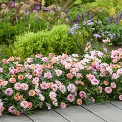 Hillier’s launches four new plant varieties