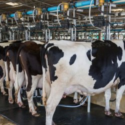 WSH first to roll out RSPCA Assured milk
