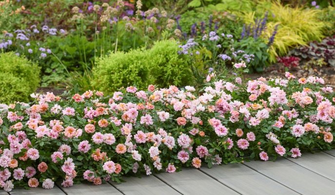 Hillier’s launches four new plant varieties