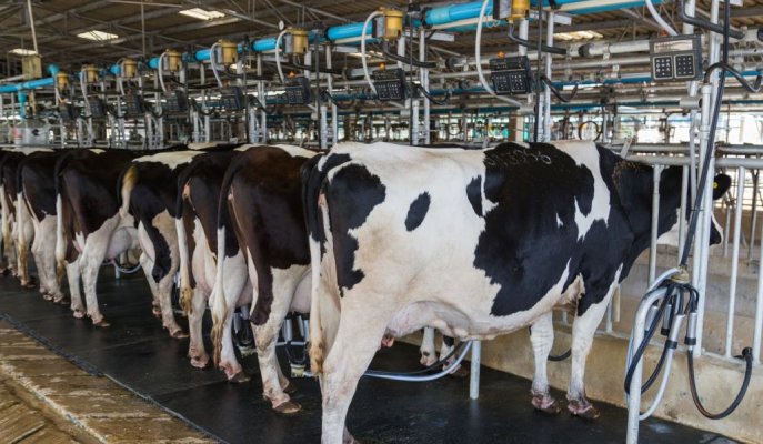 WSH first to roll out RSPCA Assured milk