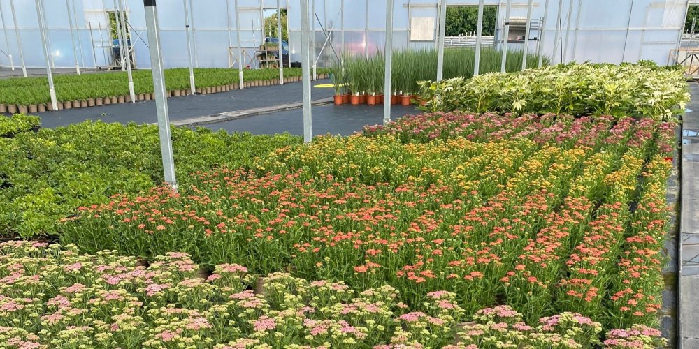 British Garden Centres takes over two further Dobbies sites