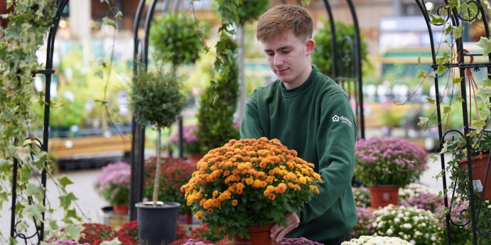 Dobbies ushers in autumn with chrysanthemums