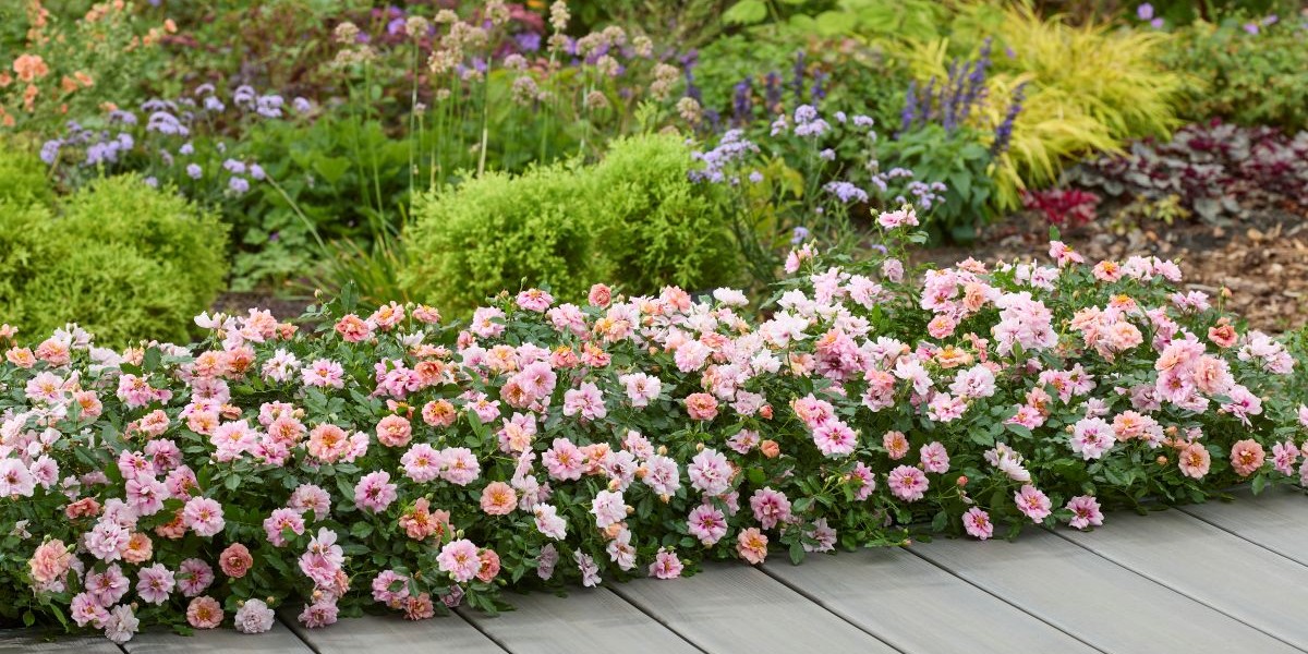 Hillier’s launches four new plant varieties
