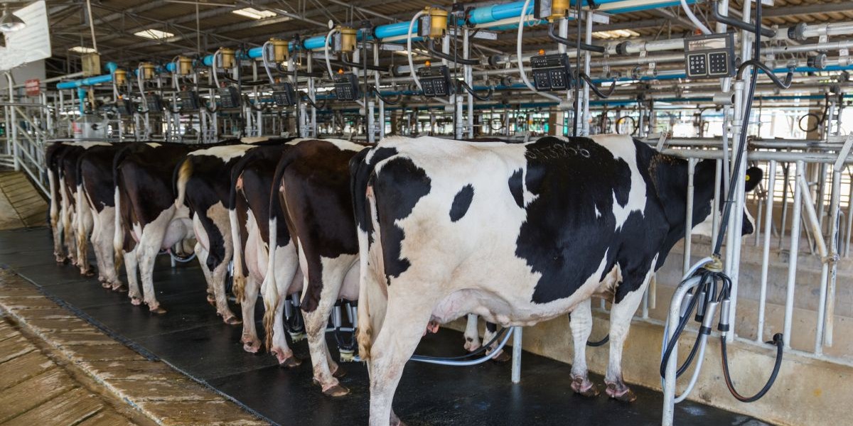 WSH first to roll out RSPCA Assured milk